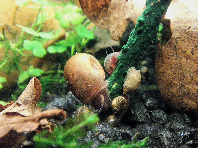 Planorbes et lymnées à l'assaut d'une lolly J'essaie le mode macro de mon nouveau téléphone de boulot.

Grâce à la panne du site vous avez échappé à une avalanche.