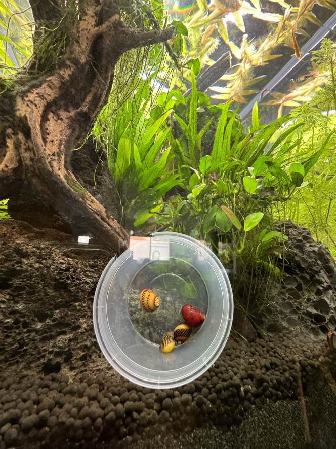 Photographie du post de Rasbora34 