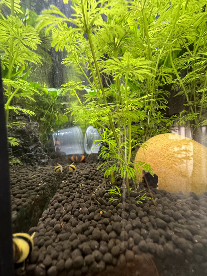 Photographie du post de Rasbora34 