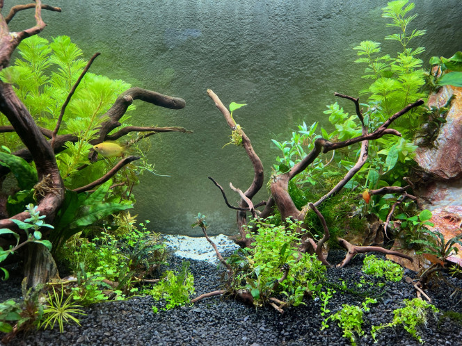 Photographie du post de Corithog 