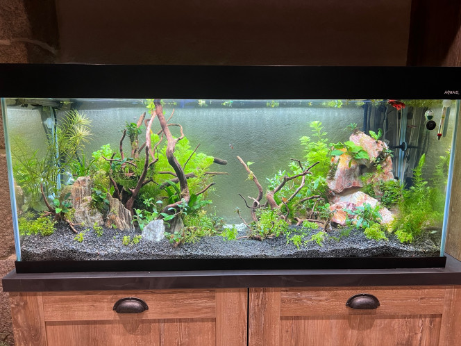 A un mois du lancement disparition de filamenteuses apparaissant à la 3 eme semaine.
Changement d'eau pourl 'arrivée de petites crevettes  et poissons