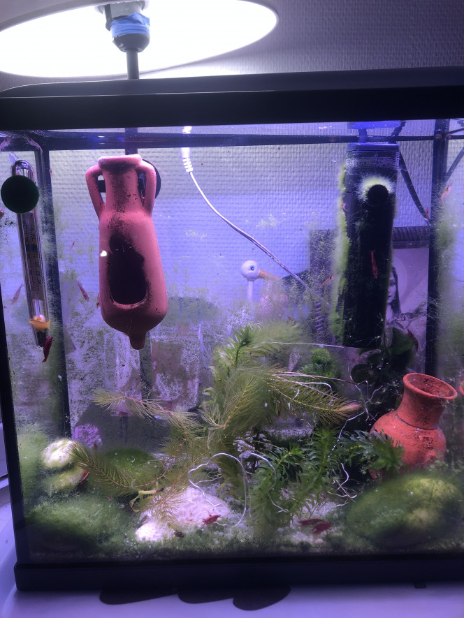 Aquarium 10 litres 