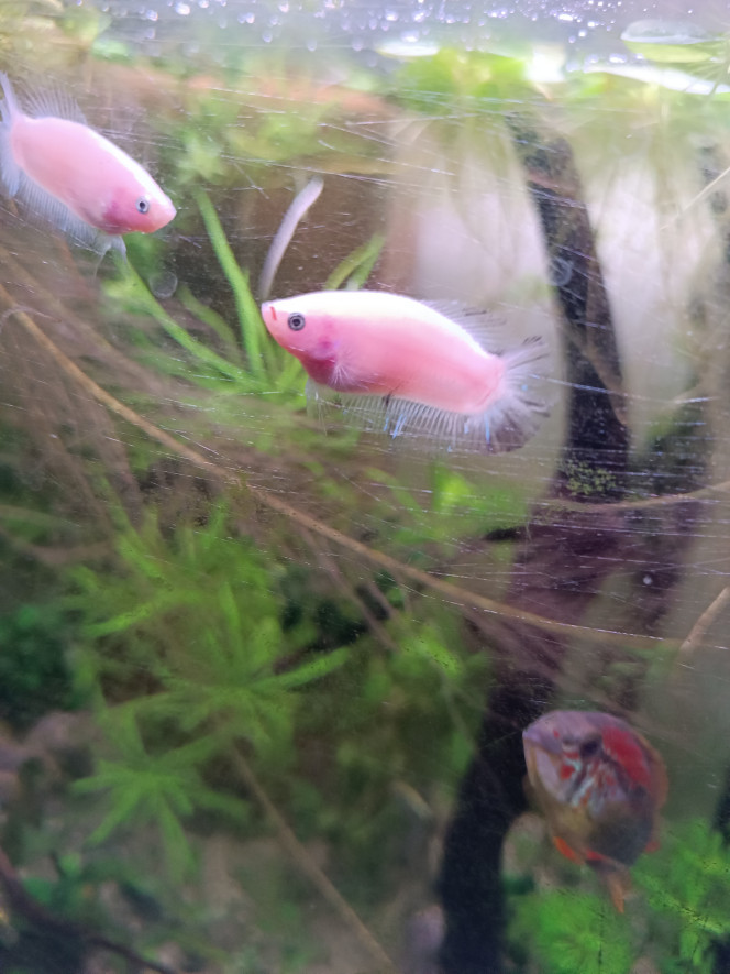 Photographie du post de Delflabelette 