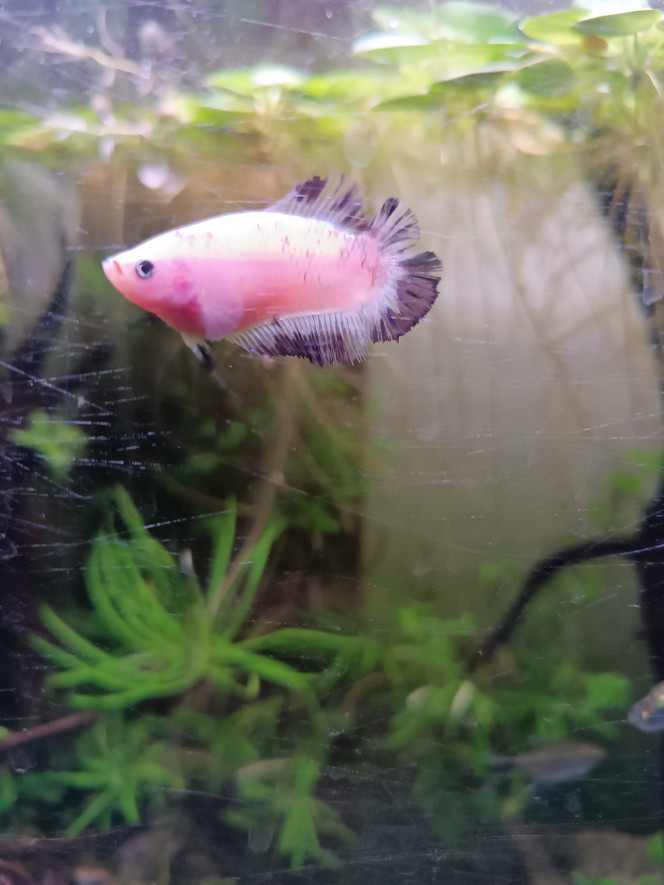 Photographie du post de Delflabelette 