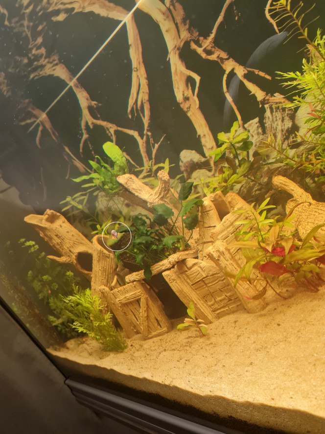 Premier habitant Premier habitants qui a dû arriver avec les plantes