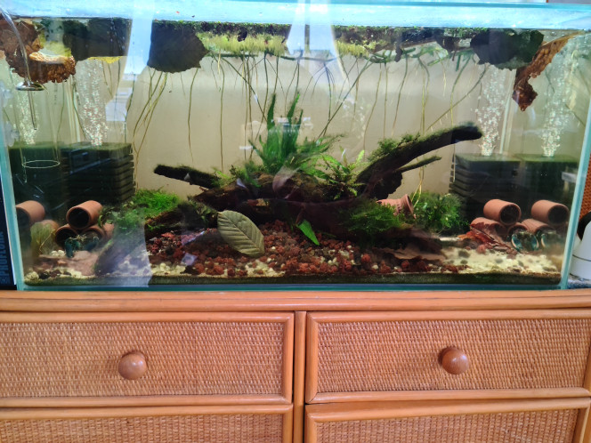 Eternia le Stalag de Cherax Pulcher 