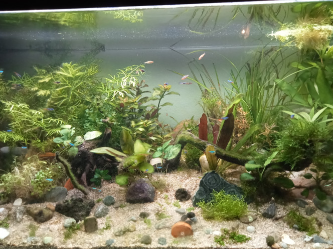 Bataille contre les cyanos Un gros entretien aujourd'hui avec la traque des cyanos. Depuis 3 semaines je n'avais pas pris le combat au sérieux et les bactéries en ont profité. Du coup énormément de taille de plantes afin de jeter un maximum de cyanos. Augmentation du débit de la pompe, changement d'eau, décontamination des anubias (shampooing et biseptine) et des cailloux (bouillis). On verra bien pour la suite mais elles repartent à zéro.