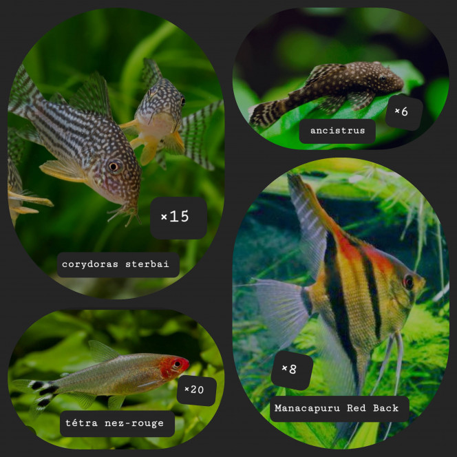 Les futurs habitants Photo montage des futurs habitants de mon bac.... 
J'attends vos retours avec impatience ?
