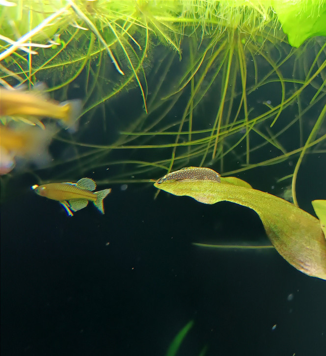 Partage de mon aquarium, sur le forum de discussions FishFish