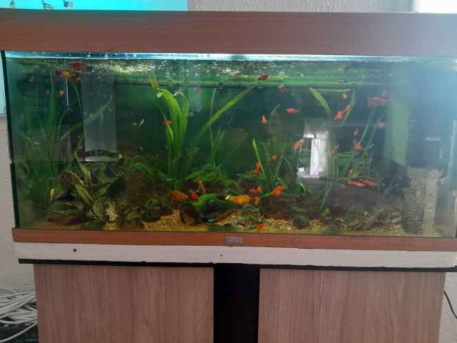 Aquarium de 200l 