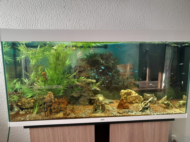 Aquarium de 250 