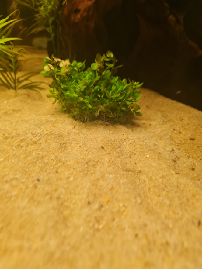 Nouvelles arrivantes 