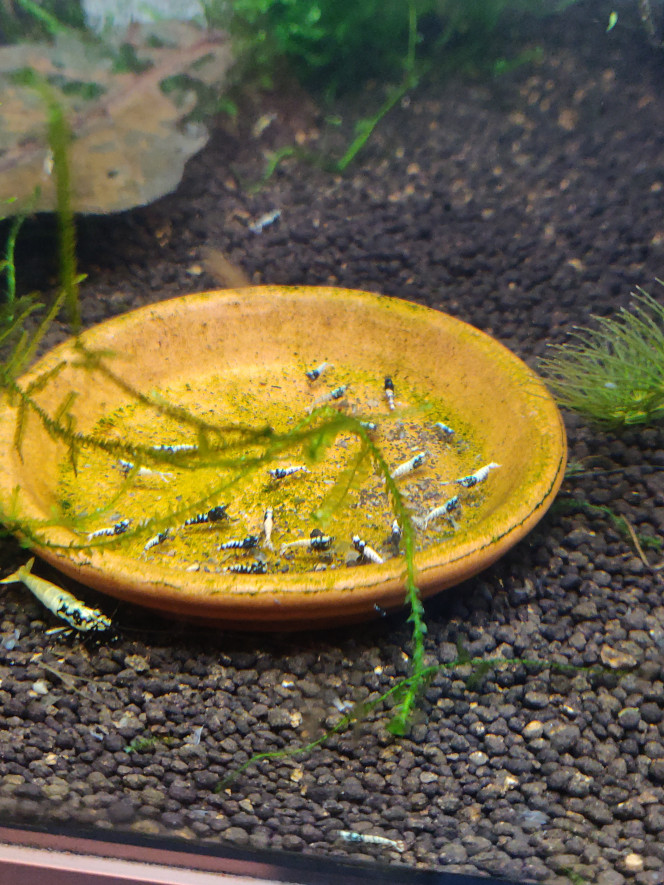 Vente crevettes boa golden avec des reflets bleus à 5 euros. Bonjour, je mets en vente mes juvéniles de crevettes boa golden avec des reflets bleus à 5 euros vu le nombre de repro qui arrivent.