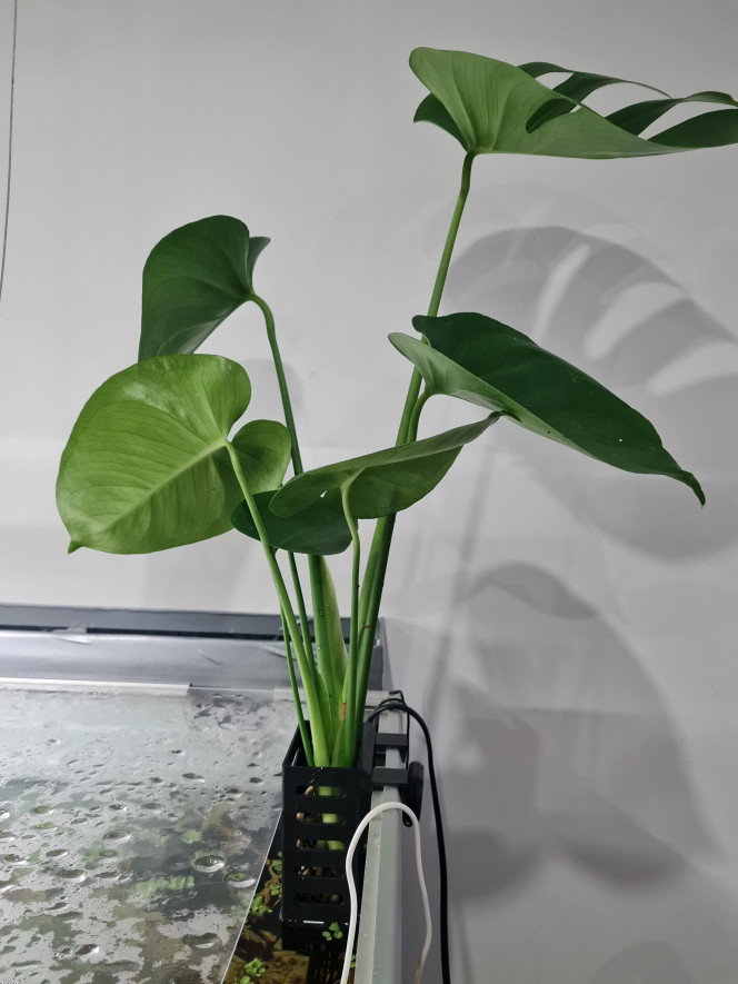 Monstera deliciosa Ça prend forme un peux plus chaque jour!!!
Aujourd'hui ajout de 2 monstera deliciosa...
J'adore!!!! 
J'attends d'autre jardiniere d'aquarium pour rajouter une pothos dans chaque coin....
Quand pensez-vous ???