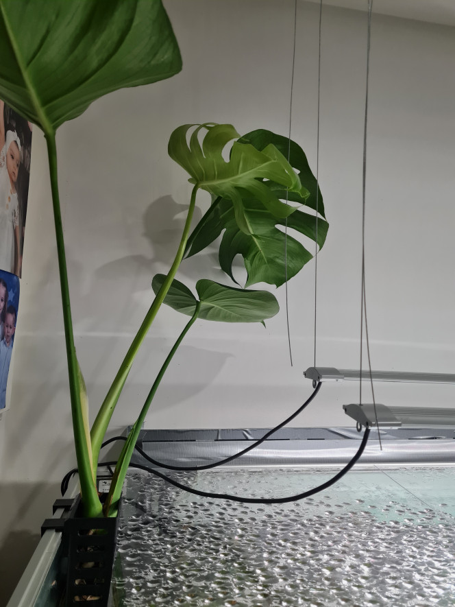 Monstera deliciosa Ça prend forme un peux plus chaque jour!!!
Aujourd'hui ajout de 2 monstera deliciosa...
J'adore!!!! 
J'attends d'autre jardiniere d'aquarium pour rajouter une pothos dans chaque coin....
Quand pensez-vous ???