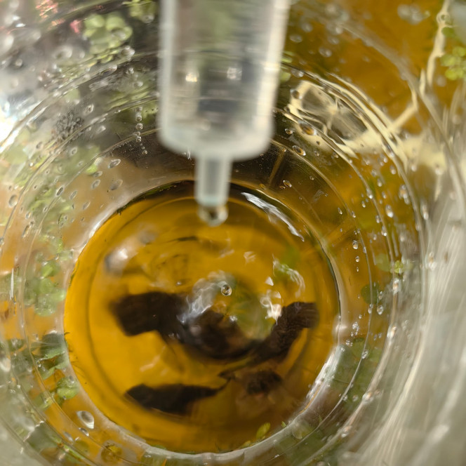 Acclimatation Goutte à goutte pendant 20min