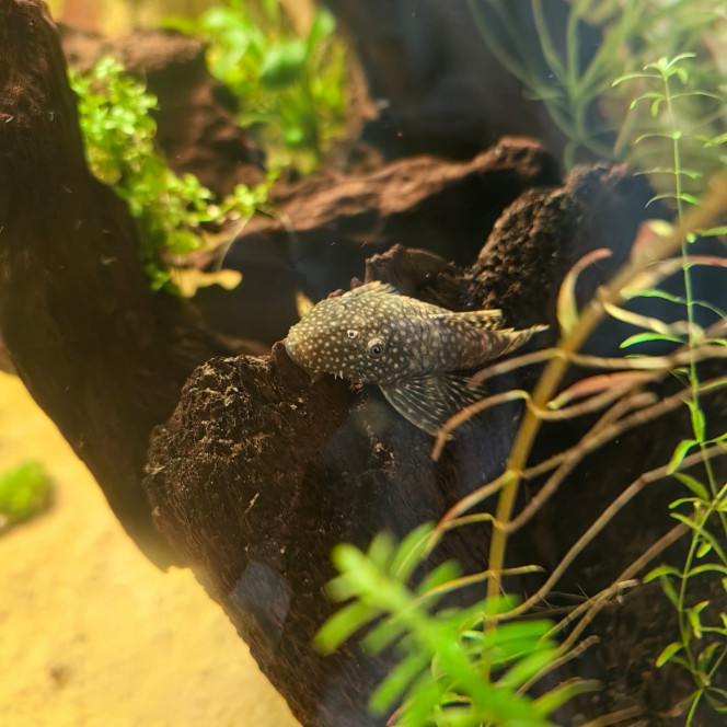 LE GRAND JOUR Première introduction de poisson, 4 ancistrus de moin de 1 an!!!
 élevage local en plus ?