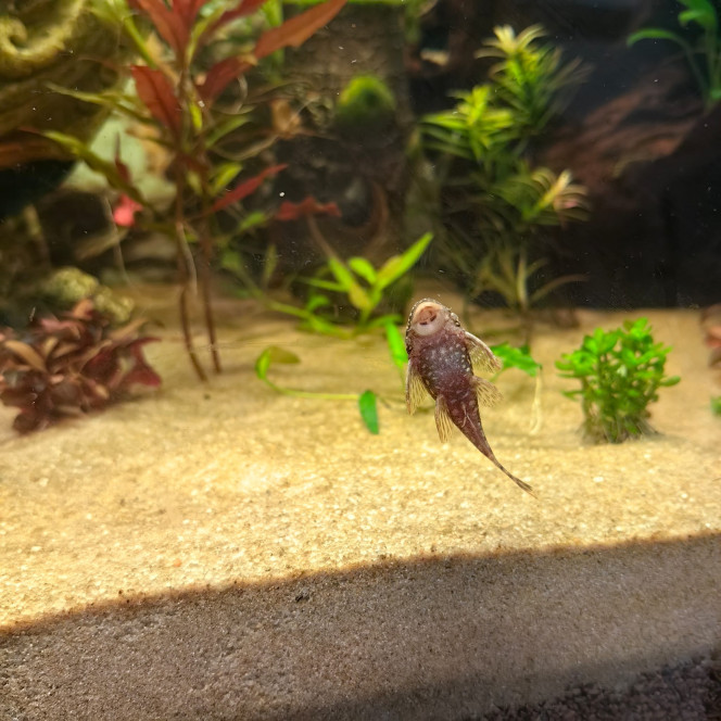 LE GRAND JOUR Première introduction de poisson, 4 ancistrus de moin de 1 an!!!
 élevage local en plus ?