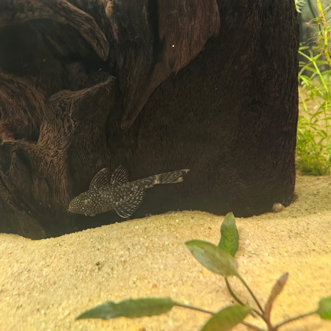 LE GRAND JOUR Première introduction de poisson, 4 ancistrus de moin de 1 an!!!
 élevage local en plus ?