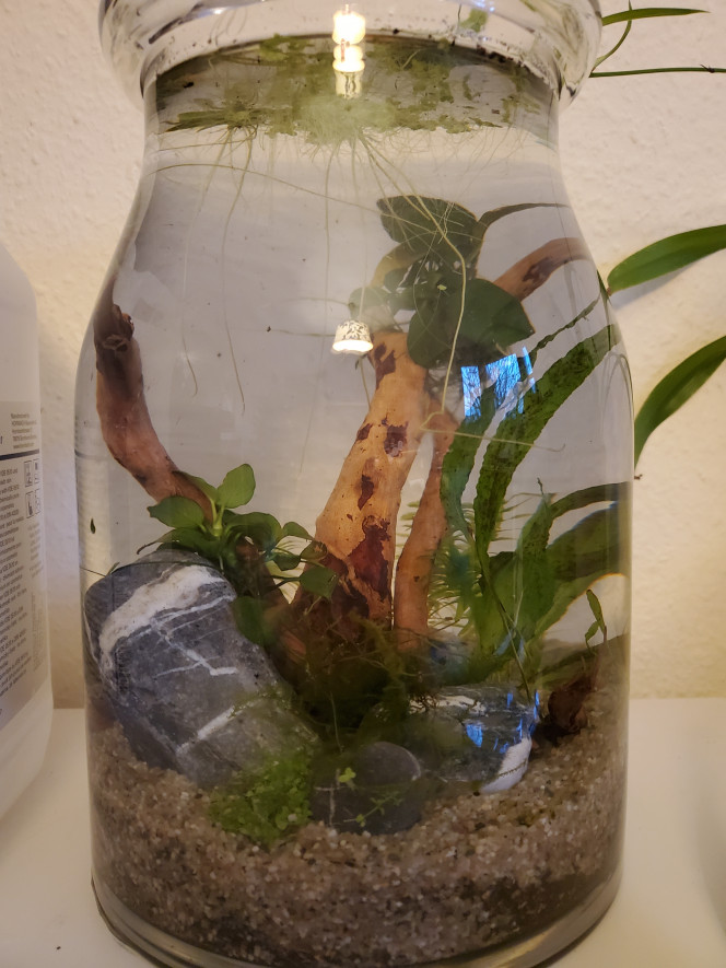 Mise en eau pico aquarium crevettes 