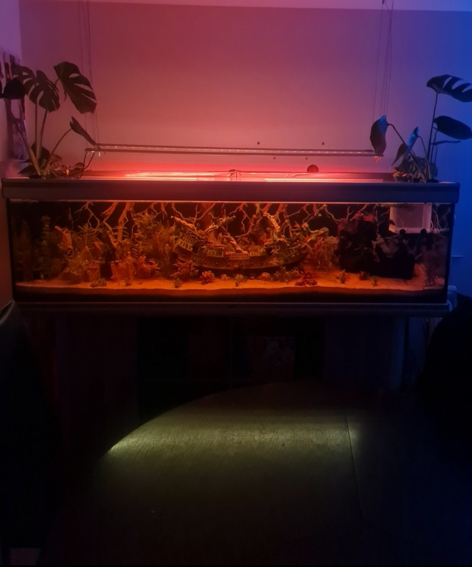 Coucher de soleil Les 2 pothos sont arrivées ?
Y a plus qu'à attendre que tout ça pousse....