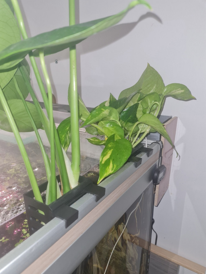 Coucher de soleil Les 2 pothos sont arrivées ?
Y a plus qu'à attendre que tout ça pousse....