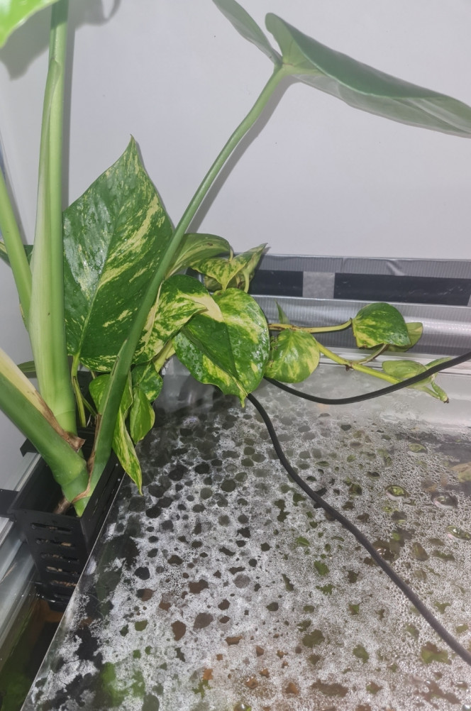 Coucher de soleil Les 2 pothos sont arrivées ?
Y a plus qu'à attendre que tout ça pousse....