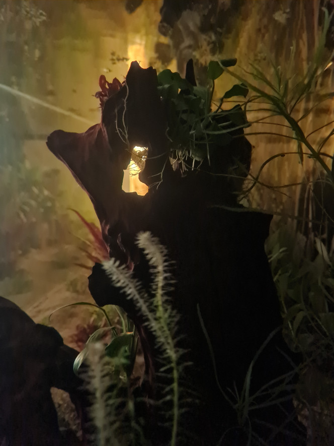 Un matin Dans l'aquarium ?