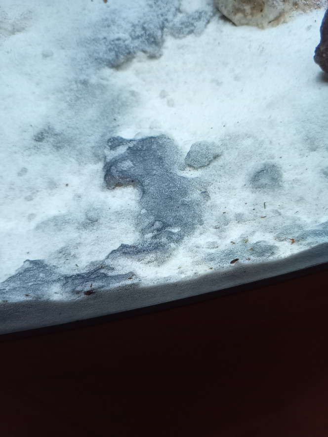 Photographie du post de Domovoi 