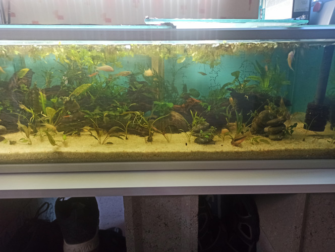 Aquarium communautaire 144 litres 