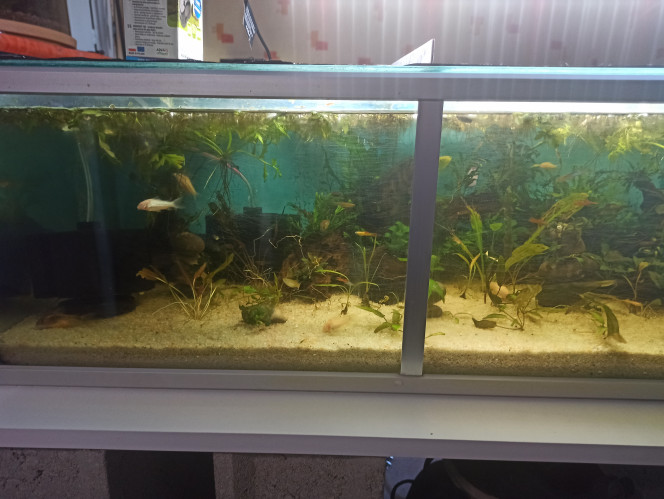 Aquarium communautaire 144 litres 