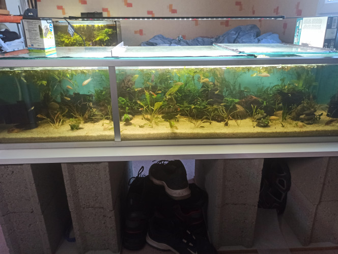 Aquarium communautaire 144 litres 