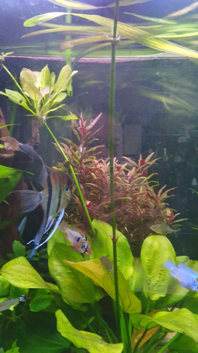 Bébés Echinodorus fait des bébés immergés et émergés.
Question: est ce que ça peut bien vivre en émergé ?  Si je la fait courir le long d'un fil au dessus du bac?
Ou cela va épuiser la partie immergé de la plante ?