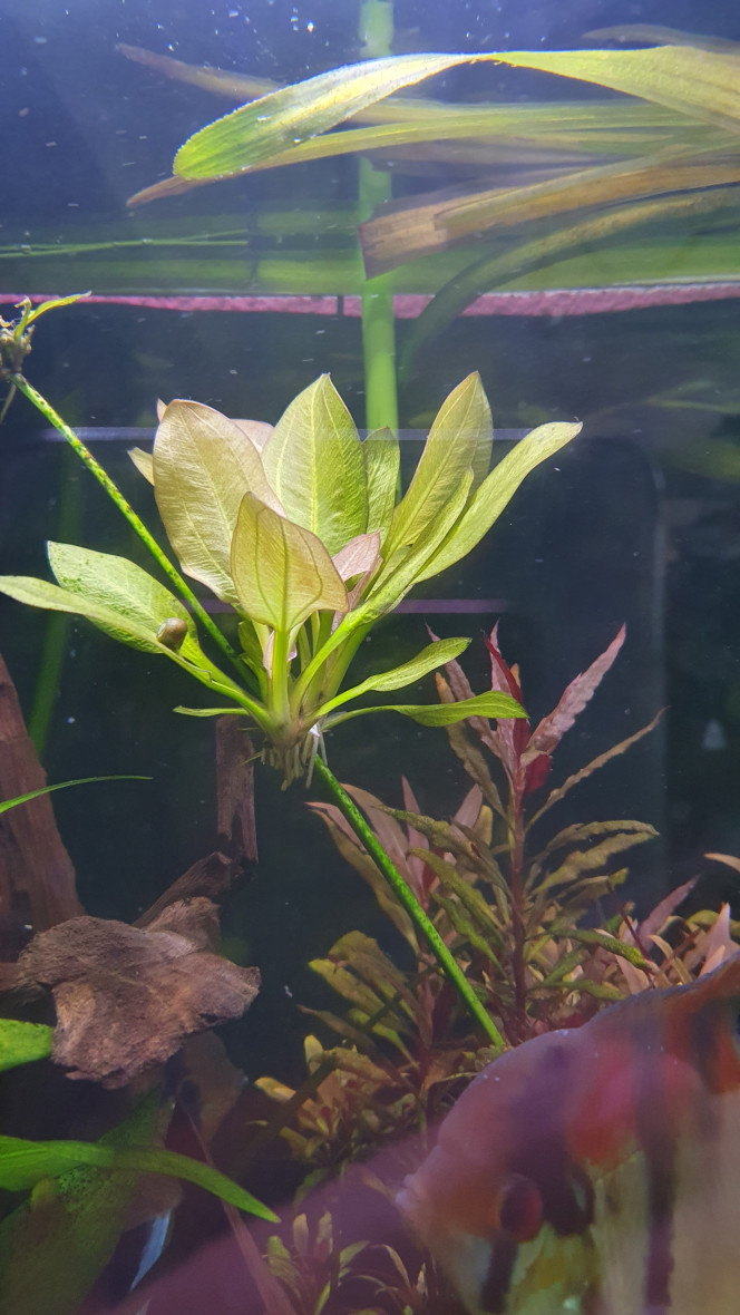 Bébés Echinodorus fait des bébés immergés et émergés.
Question: est ce que ça peut bien vivre en émergé ?  Si je la fait courir le long d'un fil au dessus du bac?
Ou cela va épuiser la partie immergé de la plante ?