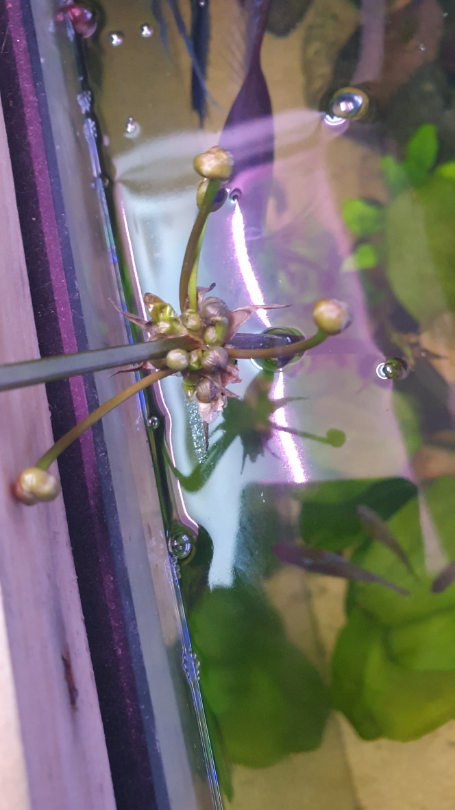 Bébés Echinodorus fait des bébés immergés et émergés.
Question: est ce que ça peut bien vivre en émergé ?  Si je la fait courir le long d'un fil au dessus du bac?
Ou cela va épuiser la partie immergé de la plante ?