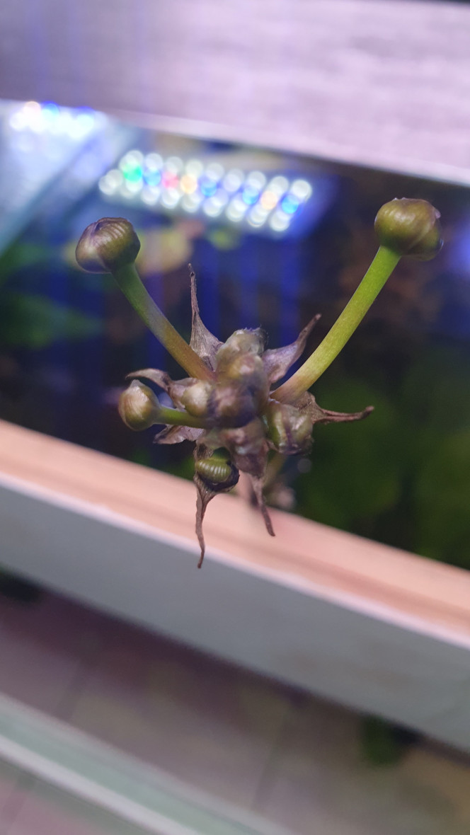 Bébés Echinodorus fait des bébés immergés et émergés.
Question: est ce que ça peut bien vivre en émergé ?  Si je la fait courir le long d'un fil au dessus du bac?
Ou cela va épuiser la partie immergé de la plante ?