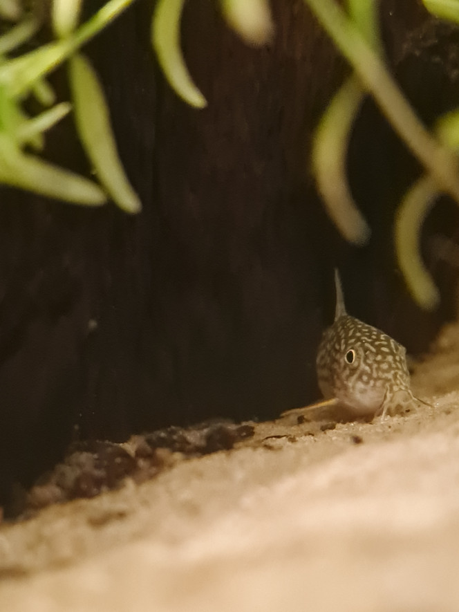 Nouvelles arrivant Voici les 8 petits nouveaux 
Corydoras Sterbaï....