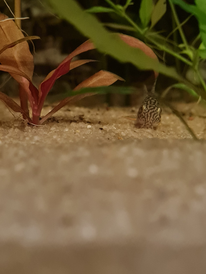 Nouvelles arrivant Voici les 8 petits nouveaux 
Corydoras Sterbaï....