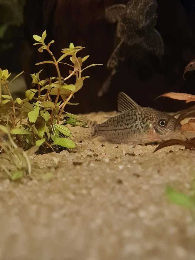 Nouvelles arrivant Voici les 8 petits nouveaux 
Corydoras Sterbaï....