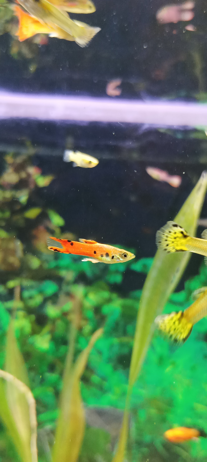 ça grandit vite et trop ....mais qu est ce que c est beau. Est certain c'est que des poissons il y a pas a en faire tous un plat !..  est toi qui est dans la plus grande majorité des Français c est qu un chien qui a 4 pattes et en plus tout le monde en a un c est pas original alors laisse mes poissons et moi je laisse ton clébard...! Il est parti la tête dans les godasses mdr . Il y en a beaucoup comme ça ma femme déjà j ai pas intérêt à tomber malade et aller à l hôpital car je reviens si je rentre ils sont tous crevé.lol