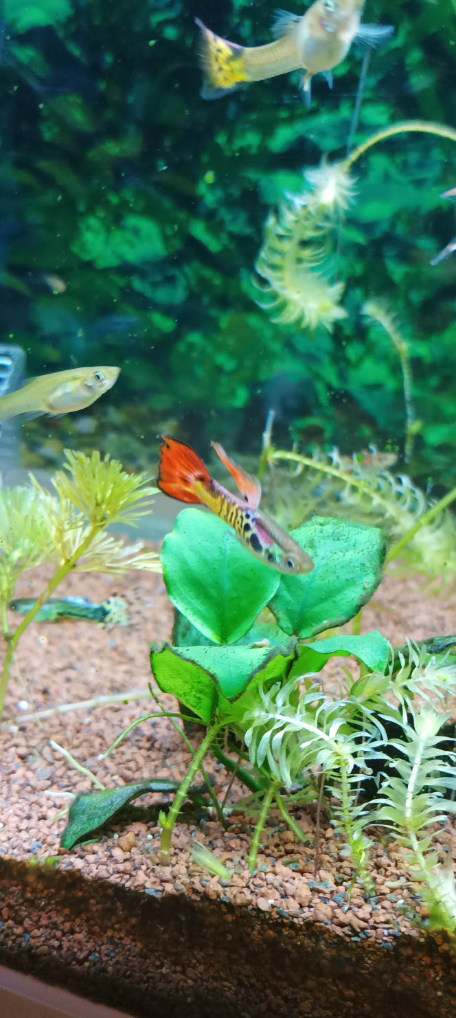 d ailleurs a tous les aquariophilies. Ça tient toujours pour les dont de poissons ,dont ceux en photo sont quasiment tous disponibles gratuitement cause de surpopulation contre bon soins . Je suis dans les Vosges a saint die 45 km d Épinal 80 de Strasbourg et 60 de Nancy voilà de quoi voir d où il faut aller pour aller chercher les supers Anders, mâle, femme, traditionnel aussi mâle, femelle, jeunes platy mâles sont en forme de flamme certains mâle femelle disponible aussi. Mais c est marrant ils grandissent beaucoup moins vite que les guppys alors que l espérance de vie est a peut près similaire. Un guppys en 4ou5 mois il est adulte les platys j en ai de 6 8 mois est tu pas LA taille adulte bizarre ou ils vivent un peut plus vieux peut être allez voir les photos message pour contacter est rdv pour les jolis spécimens que j ai . D ailleurs ont ma demandé si je sélectionnais pour avoir des couleurs comme ça. Ba a par au magasin je prends les plus beaux après je laisse mère nature faire sont travail,mais elle le fait trop dans l abondance malgré la qualité il faut qu elle ce calme un peu lol.non mais sérieux je pense vraiment a faire une séparation pendant QQ mois sachant que une femelle guppys garde le sperme du mâle pour pouvoir faire 3 couvée c est plutôt 1 ou 2 ans que je vais les séparer,!d où les dont urgent venez n ayez pas peur je mort pas ?