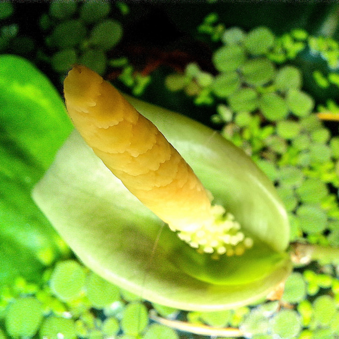 Photographie du post de ArtemusKlegg 