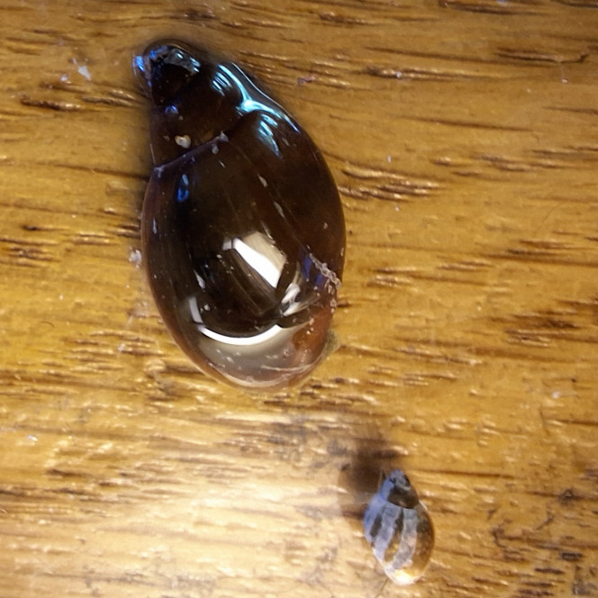 Photographie du post de ArtemusKlegg 