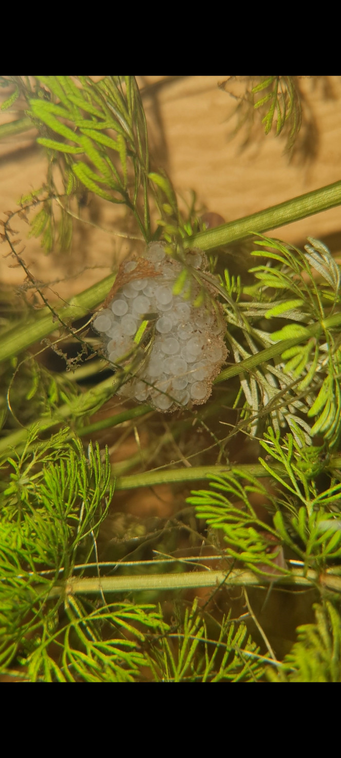 Fécondés ou pas En cours......