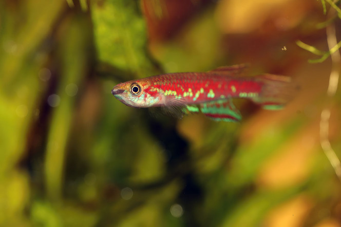 Scriptaphyosemion cauveti ♀ et ♂ 