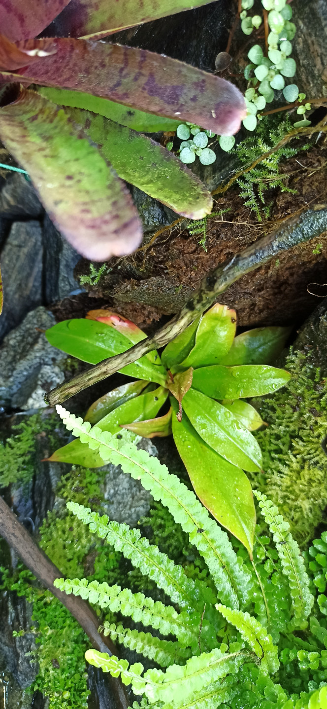 Nepenthès Remplacement du Dryopteris par un Nepenthès Bloody Mary et de la Selaginella Uncinata par un Nepenthès Hookeriana.