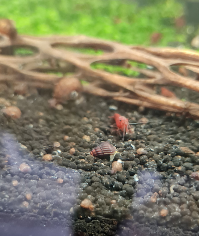 Premiers juvéniles ! Super surpise de découvrir ces deux bébés tylomelania, je n'espérais pas de reproduction ?