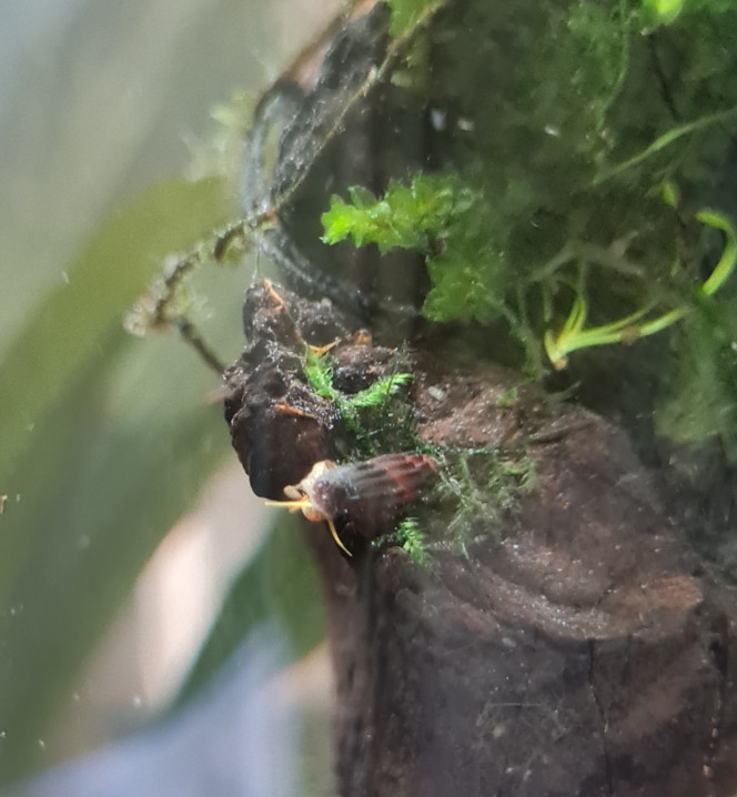 Premiers juvéniles ? Super surpise de découvrir ces deux bébés tylomelania, je n'espérais pas de reproduction ?