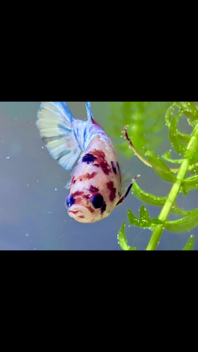 Photographie du post de Nalia 