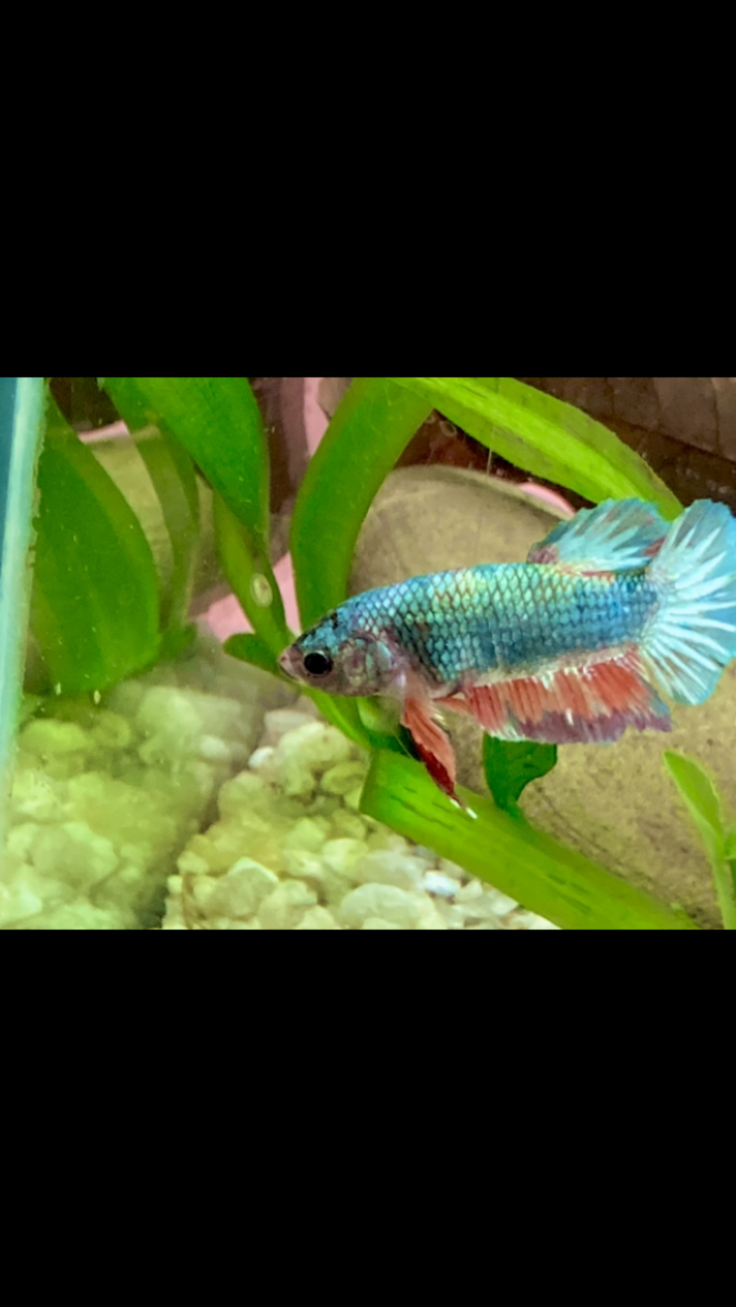 Photographie du post de Nalia 